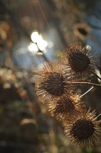 Close-up of plant against blurred background