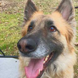 Close-up portrait of dog