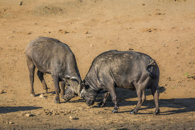 Side view of horses standing on field