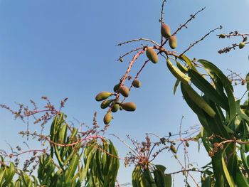 Low angle view of fruits growing on tree against sky