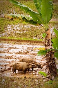 Sheep grazing on field