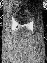 Low angle view of trees in the forest