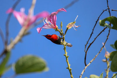 Low angle view of bird perching on branch against blurred background