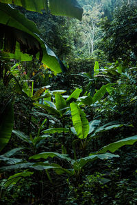 Close-up of fresh green plants and trees in forest