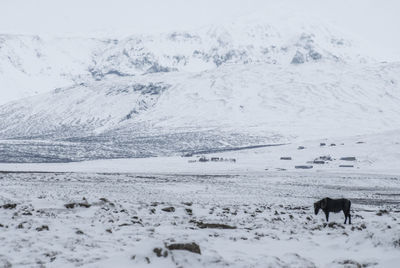 Horses on snow covered landscape