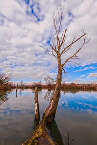 Bare tree by lake against sky