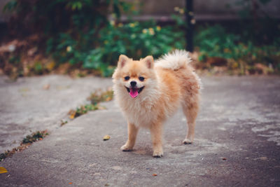 Portrait of dog standing on footpath