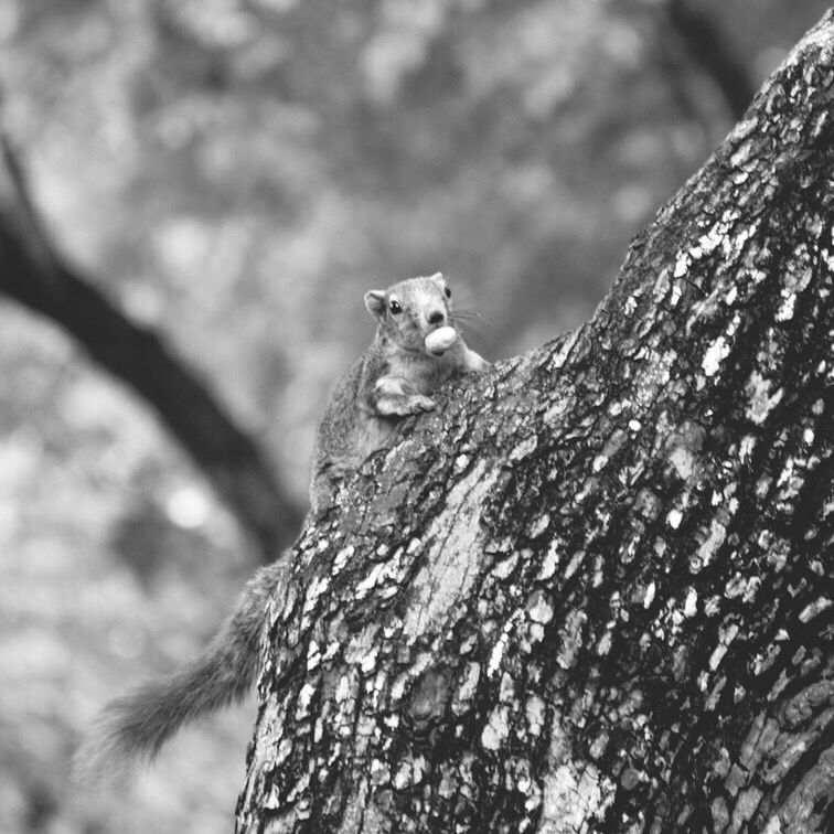 one animal, animal themes, animals in the wild, wildlife, tree trunk, focus on foreground, lizard, tree, close-up, zoology, animal head, branch, herbivorous, nature, no people