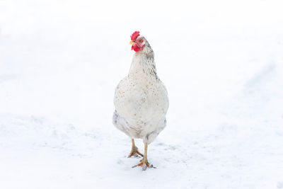 White bird on snow covered land