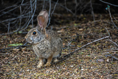 Close up of an animal on field
