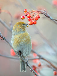 Close-up of bird perching on branch