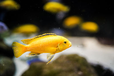 Close-up of fish swimming in water