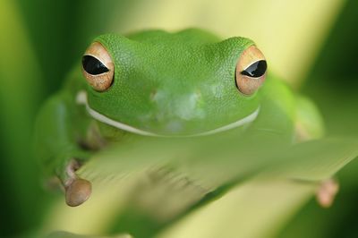 Close-up portrait of green frog on plant