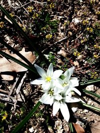 High angle view of white flowering plant on field