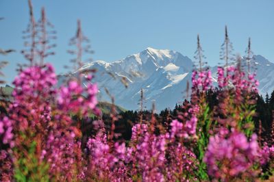 Close-up of pink flowering plants against clear sky