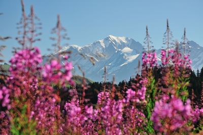 Close-up of pink flowering plants against clear sky