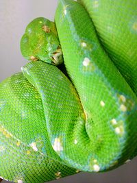 Close-up of green snake