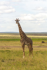 Giraffe in a field