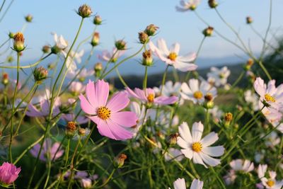 Close-up of cosmos flowers blooming outdoors