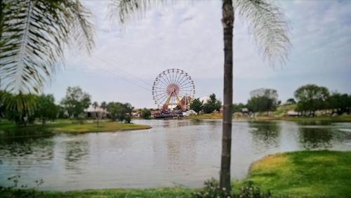 Reflection of palm trees in water