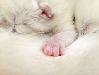 Close-up of cat sleeping