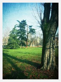 Trees on grassy field