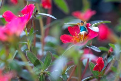 Close-up of insect on red flowering plant