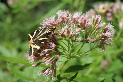 Close-up of insect on pink flowering plant