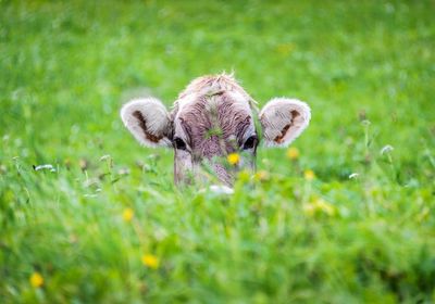 Close-up of young cow on field