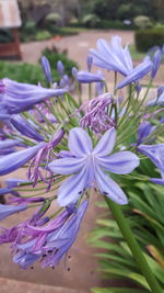 Close-up of purple flowering plant