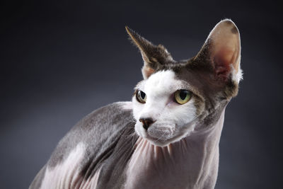 Close-up portrait of sphynx cat