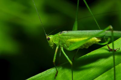 Close-up of insect on leaf