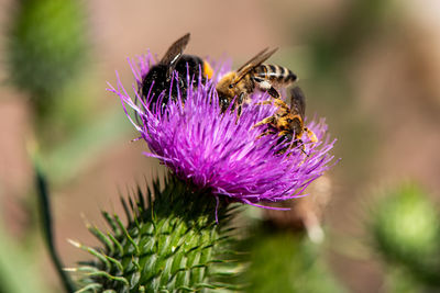 Close-up of bee on purple flower