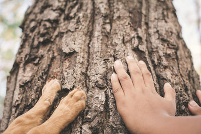 Cropped human hands and dog paws touching tree trunk