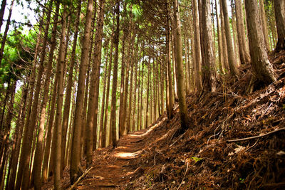 Pathway along trees in forest