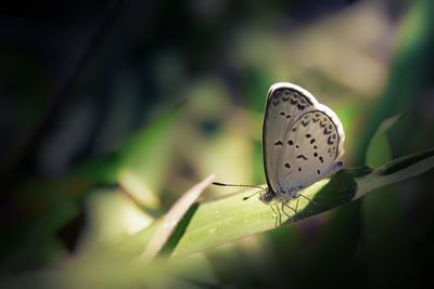 Close-up of butterfly on leaf