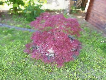 Close up of pink flowers