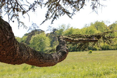 Giraffe on field against trees