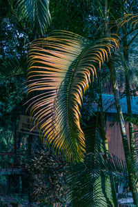 Low angle view of palm trees