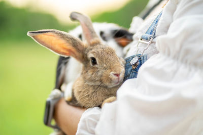 Close-up of rabbit