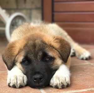 Close-up portrait of puppy relaxing