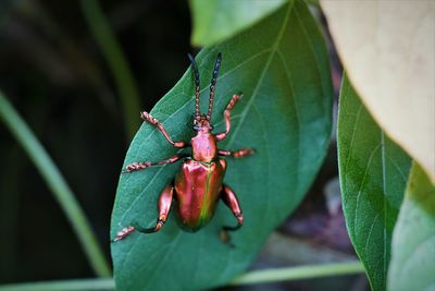 Close-up of insect on plant