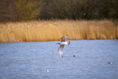 Bird flying over lake 