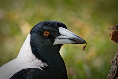 Close-up of a bird looking away
