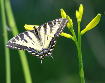 Close-up of butterfly pollinating on flower