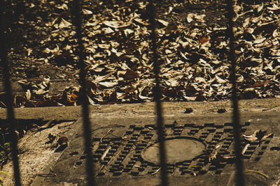 Close-up of bicycle by tree on field