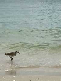 Bird flying over sea