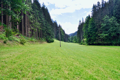 Trees on field against sky