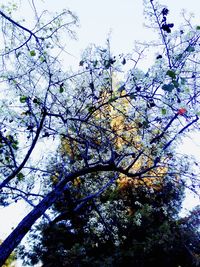 Low angle view of trees against sky