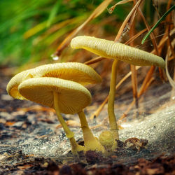 Close-up of mushroom growing on field